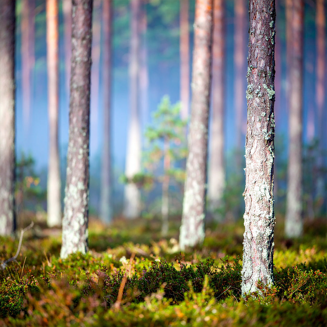 Pin de Bois Oda Parfümü Refill 200ml