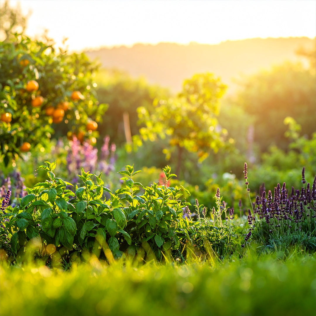 Basilic Sauvage Oda Parfümü Refill 200ml