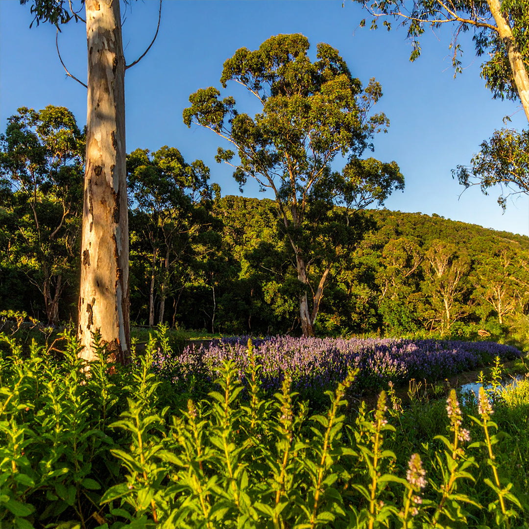 Eucalyptus Bleu Oda Parfümü Refill 200ml