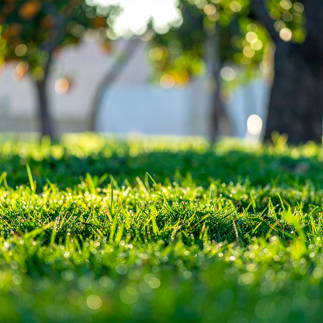 Herbe Fraîche Oda Parfümü Refill 200ml