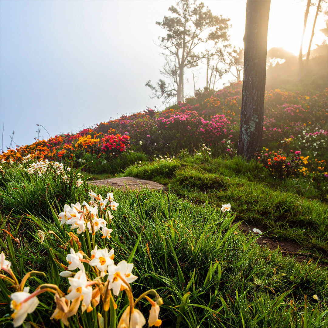 Édenique Oda Parfümü Refill 200ml