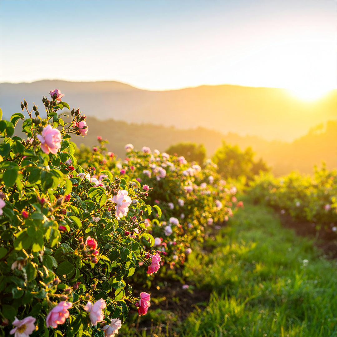 Rosouli Oda Parfümü Refill 200ml