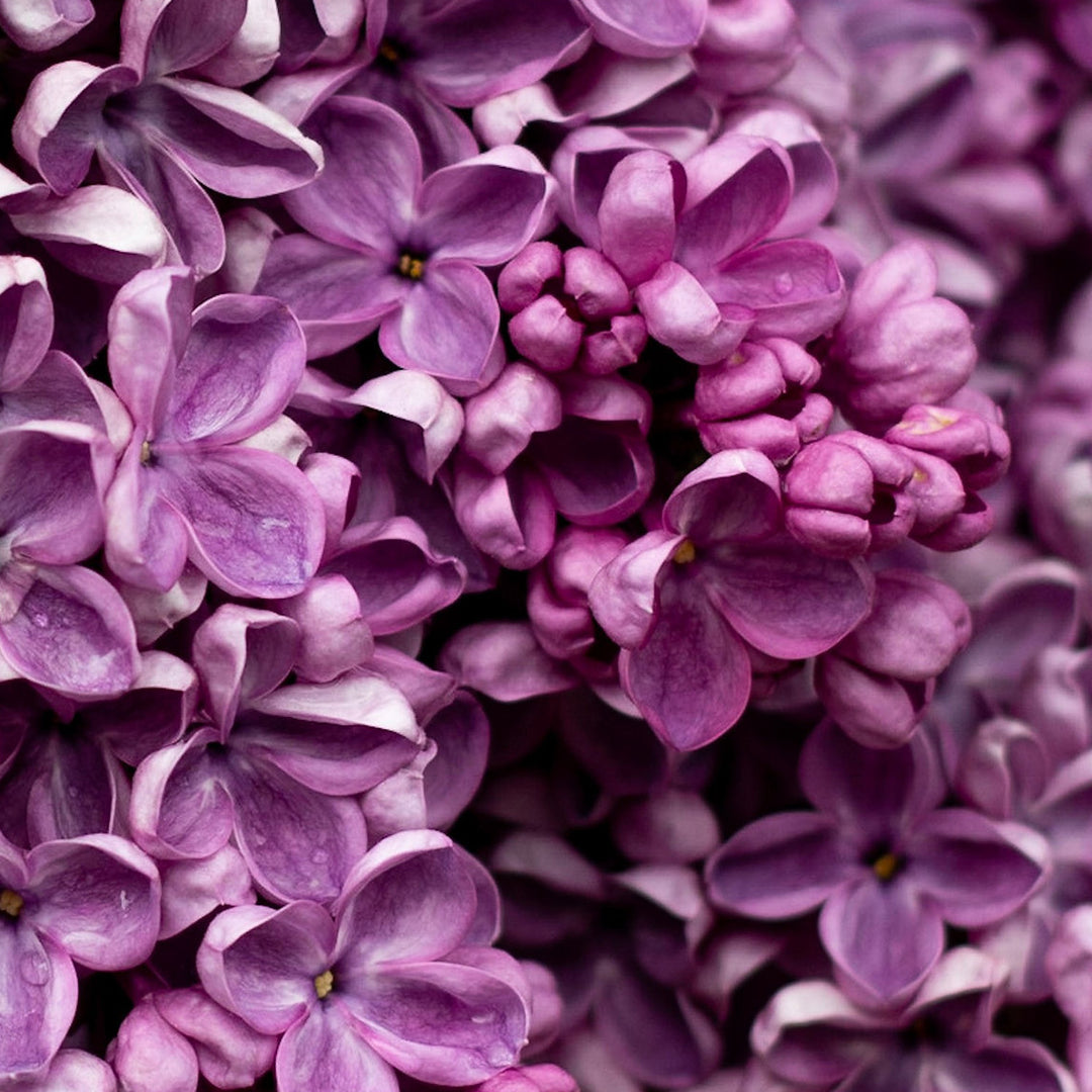 Liliana de Rêve Esans