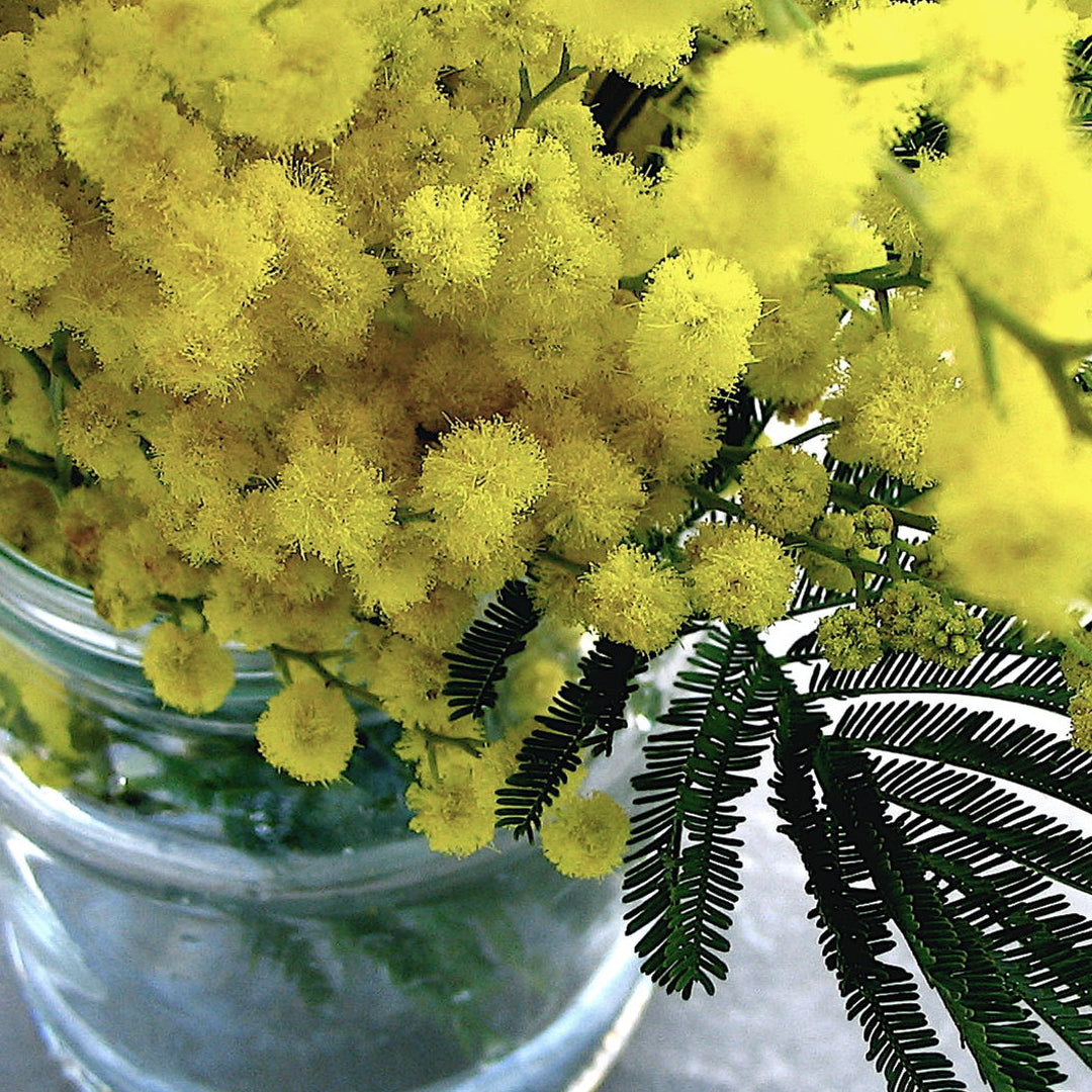 Lumière de Mimosas Esans