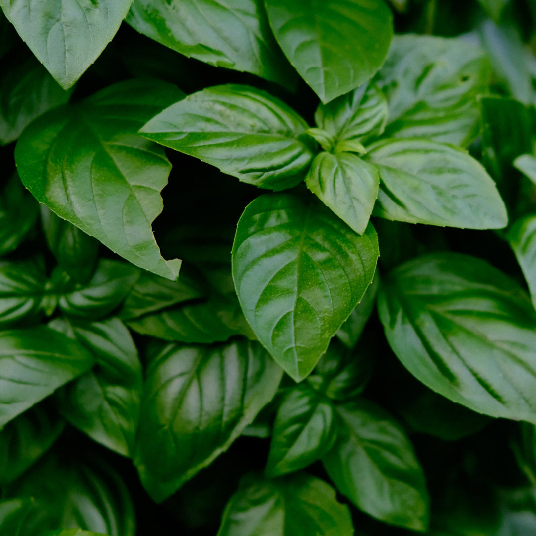 Basilic Sauvage Esans