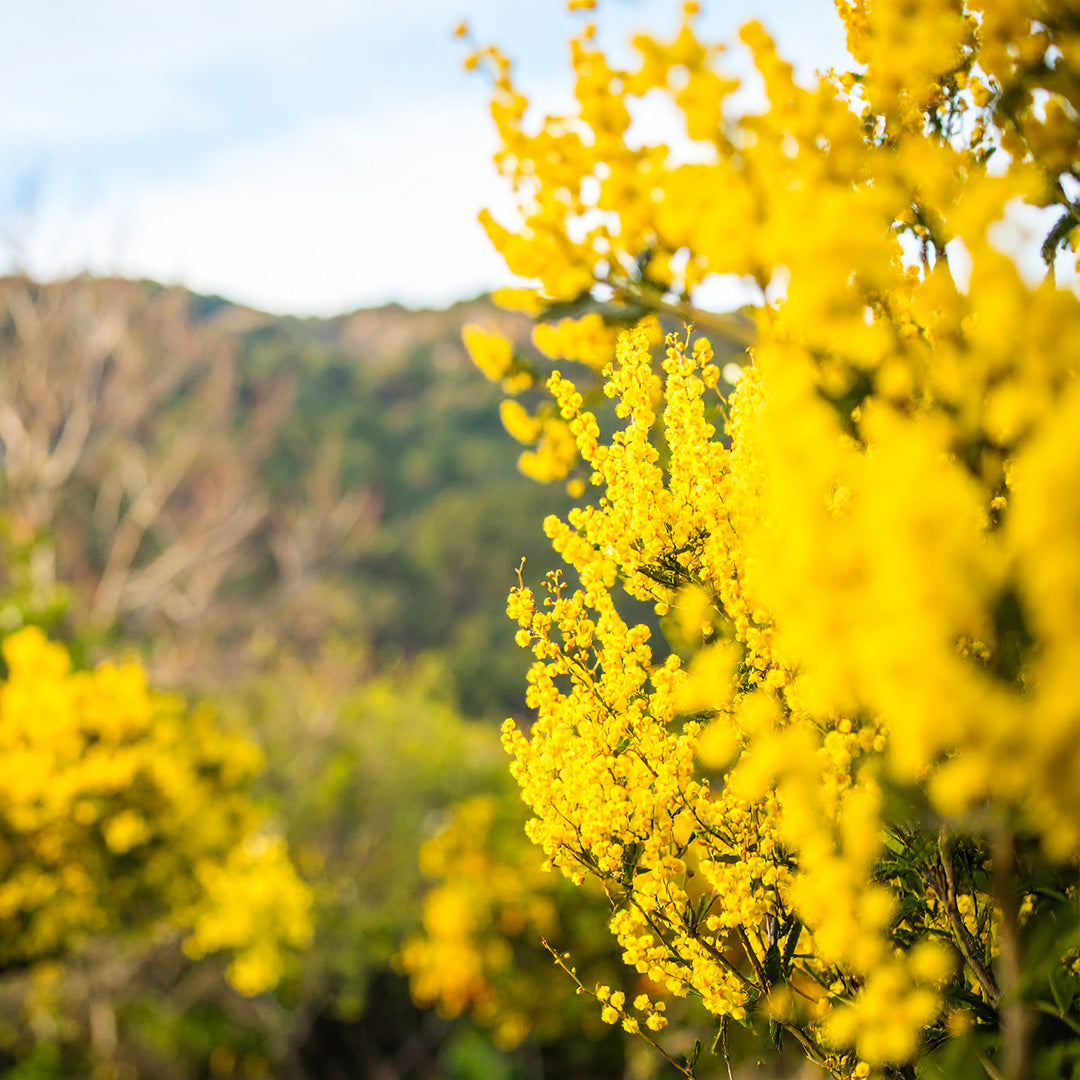 Lumière de Mimosas Oda Parfümü Refill 200ml