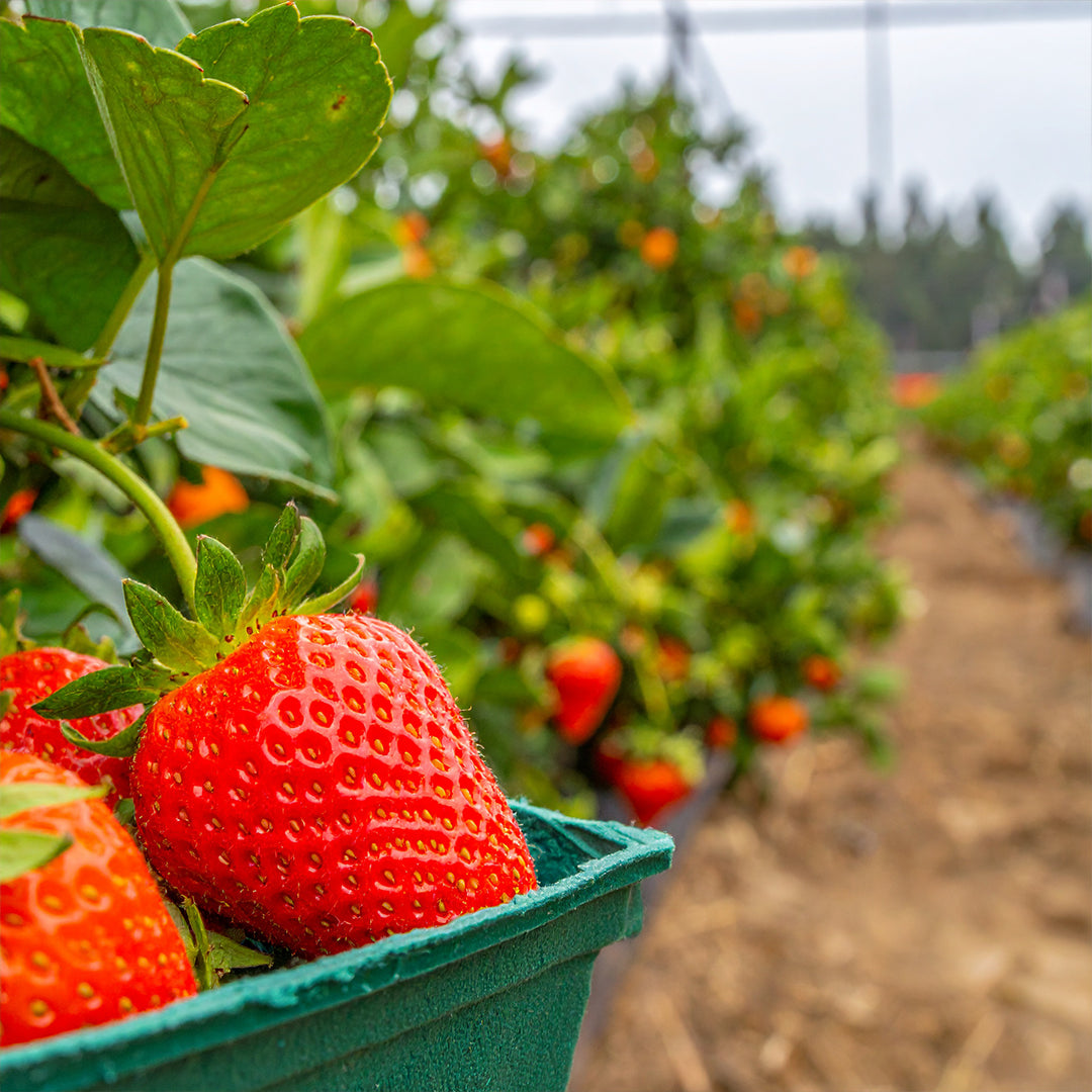 Douceur de Fraise Oda Parfümü Refill 200ml