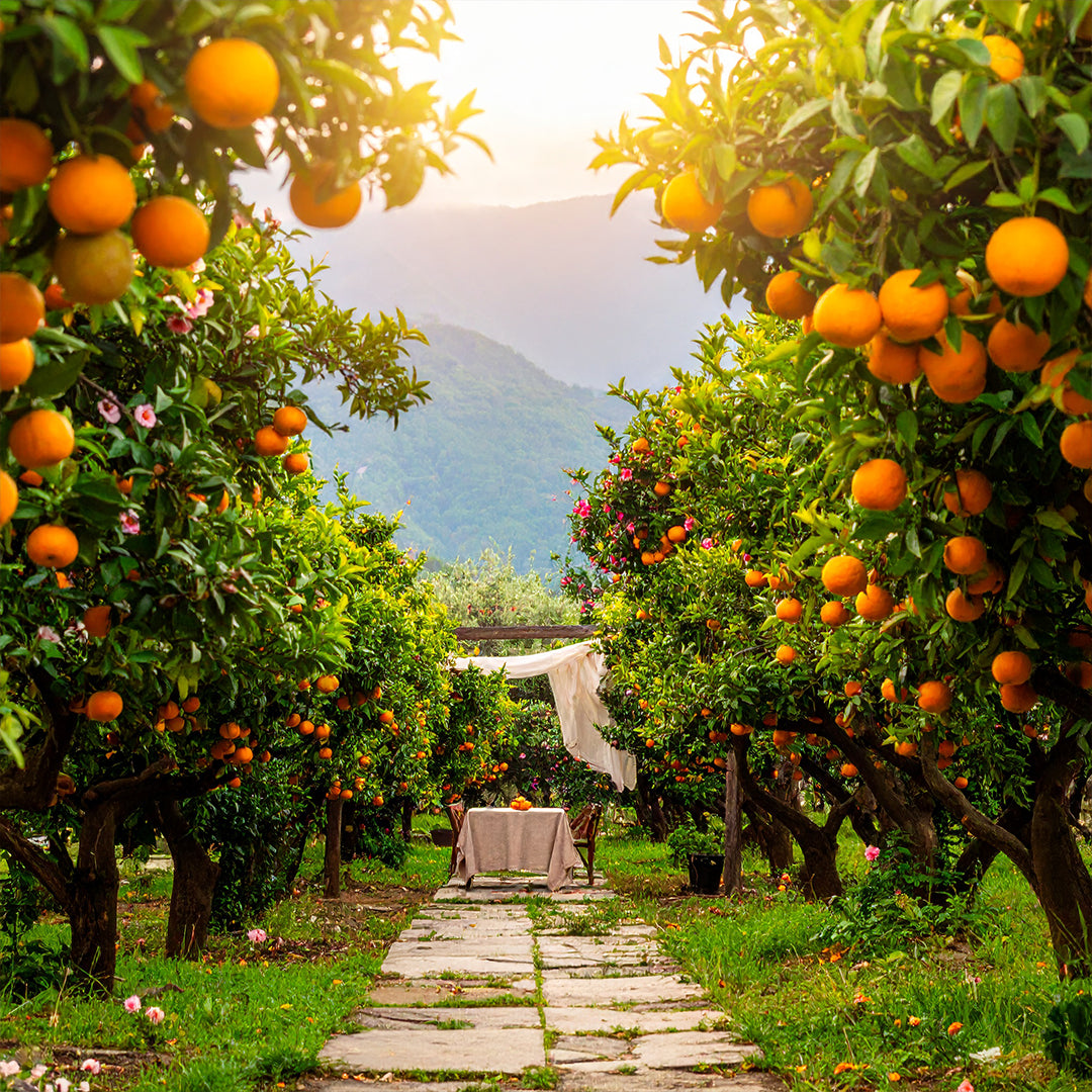 Citrus Grove Oda Parfümü Refill 200ml