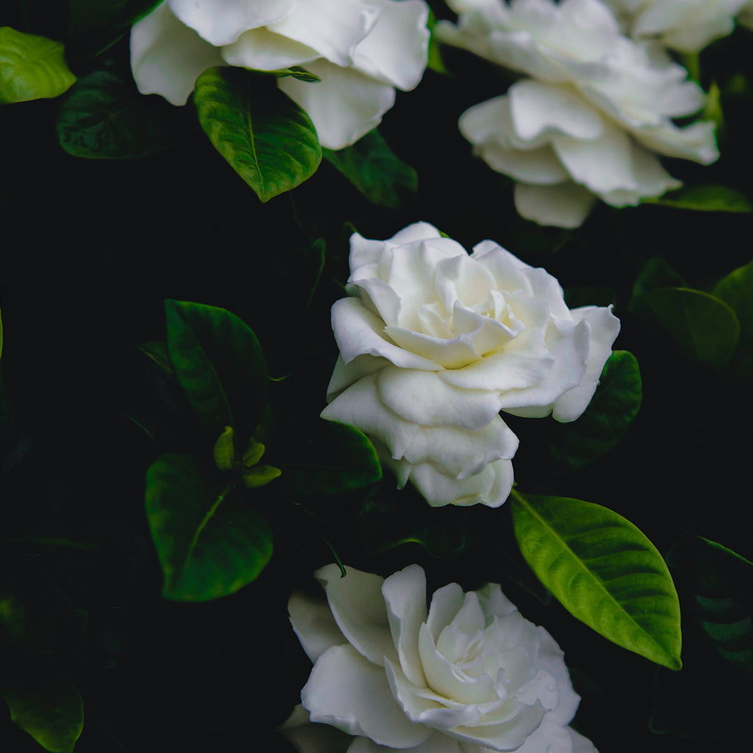 Élégance de Gardenia Esans