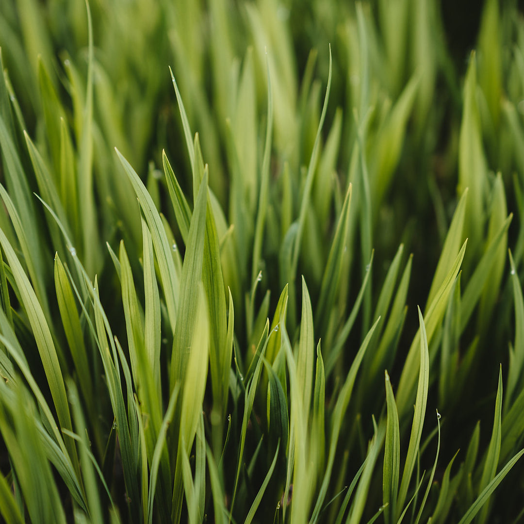 Herbe Fraîche Esans